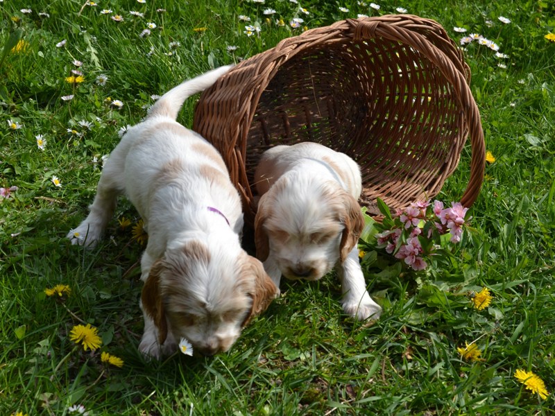 44 - Lana, Lassy.JPG